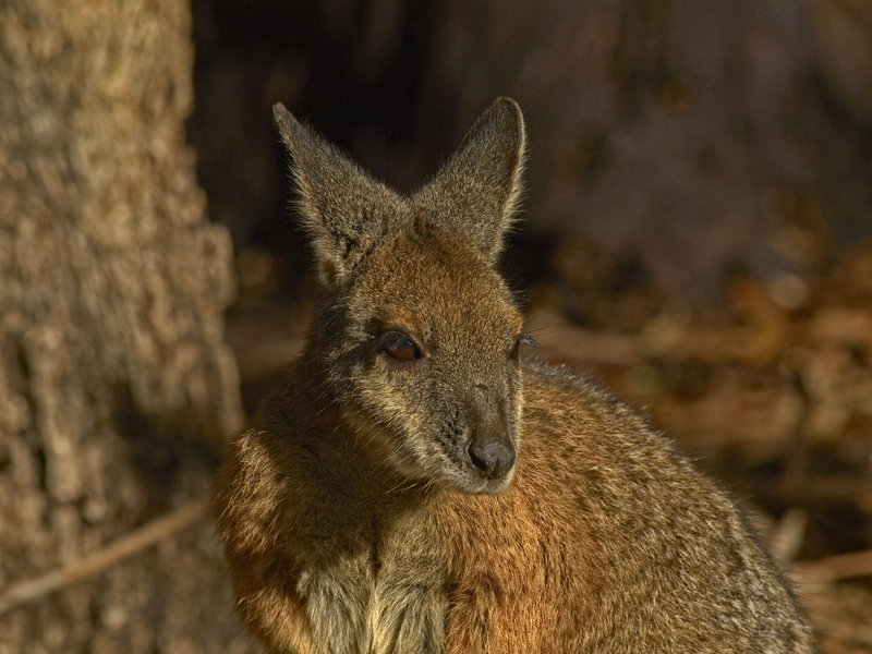 Kangaroo Island, Kangaroo